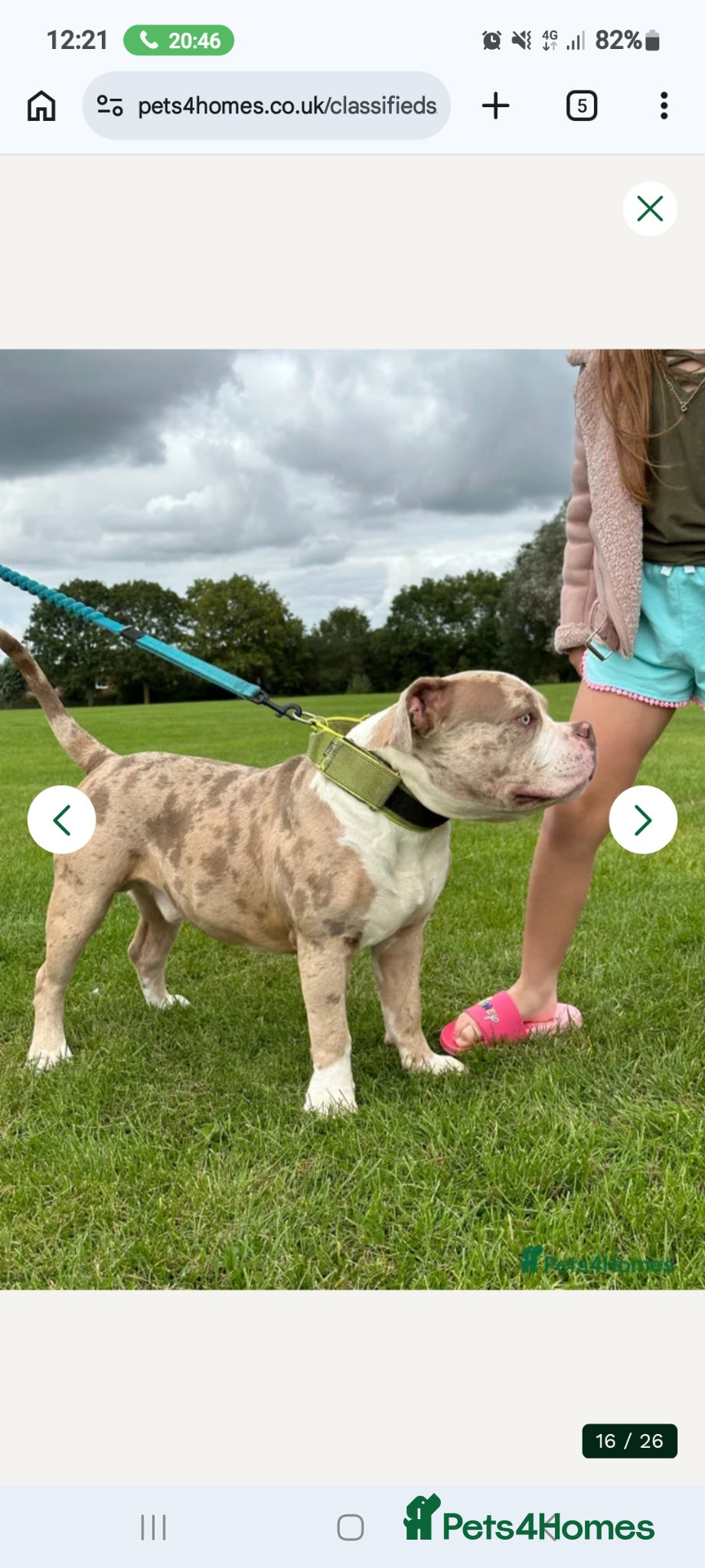 American Bully dogs for sale: Abkc reg platinum/champion pocket bullies - Advert 20