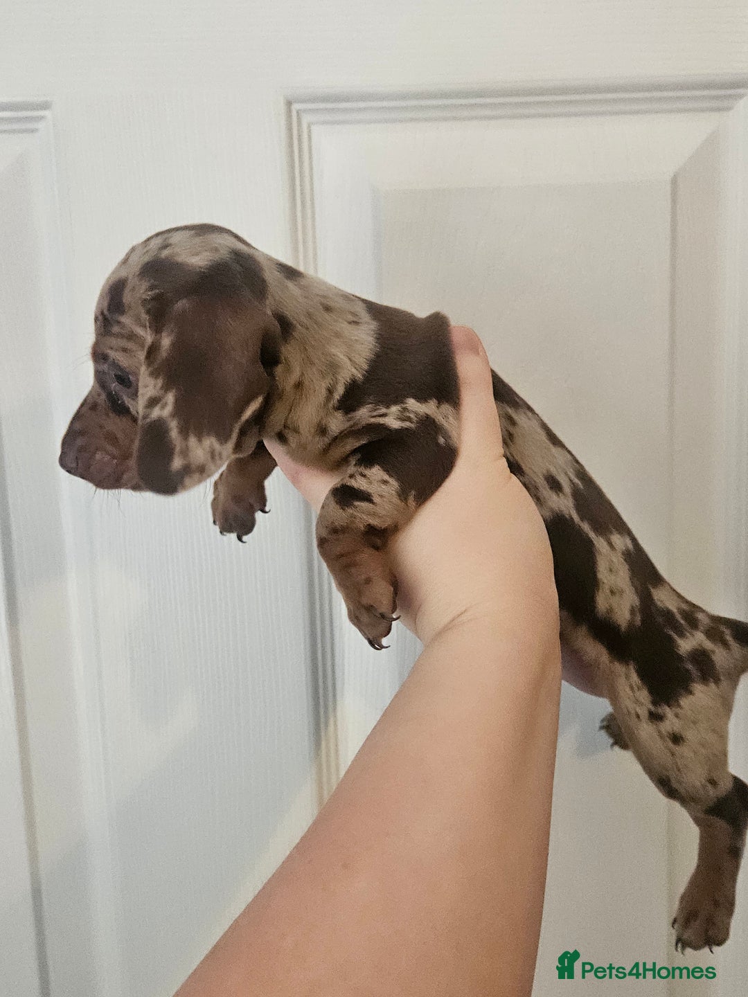 Miniature Dachshund dogs for sale: Kc miniature-dachshund pups - Image 10