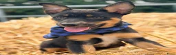 Mixed Breed dogs for sale: 3 x KELPIE X PUPS - BITCHES - Advert 8