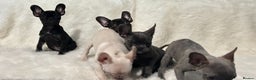French Bulldog dogs for sale: French Bulldog pups - Advert 5