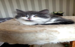 Mixed Breed cats for sale: Beautiful girl gray & white  - Image 4