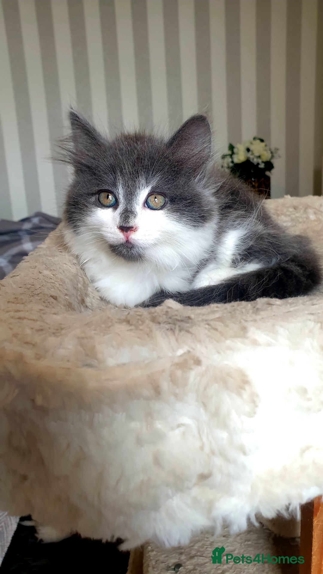 Mixed Breed cats for sale: Beautiful girl gray & white  - Image 4