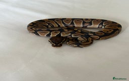 Python Snake reptiles for sale: Royal python - Image 4
