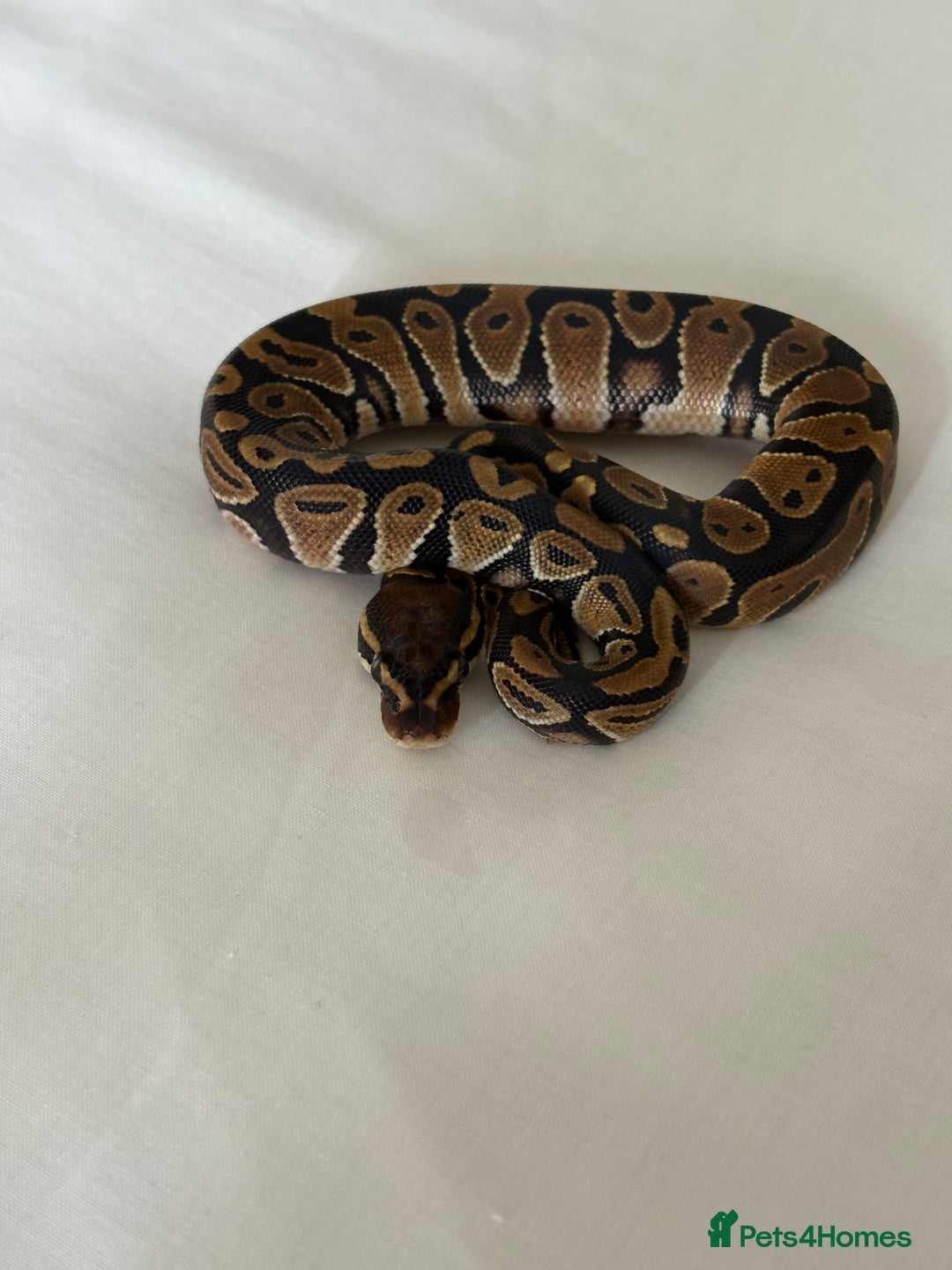 Python Snake reptiles for sale: Royal python - Image 4
