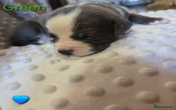 Mixed Breed dogs for sale: Old english bulldross cross american bulldog 😍❤️  - Advert 18