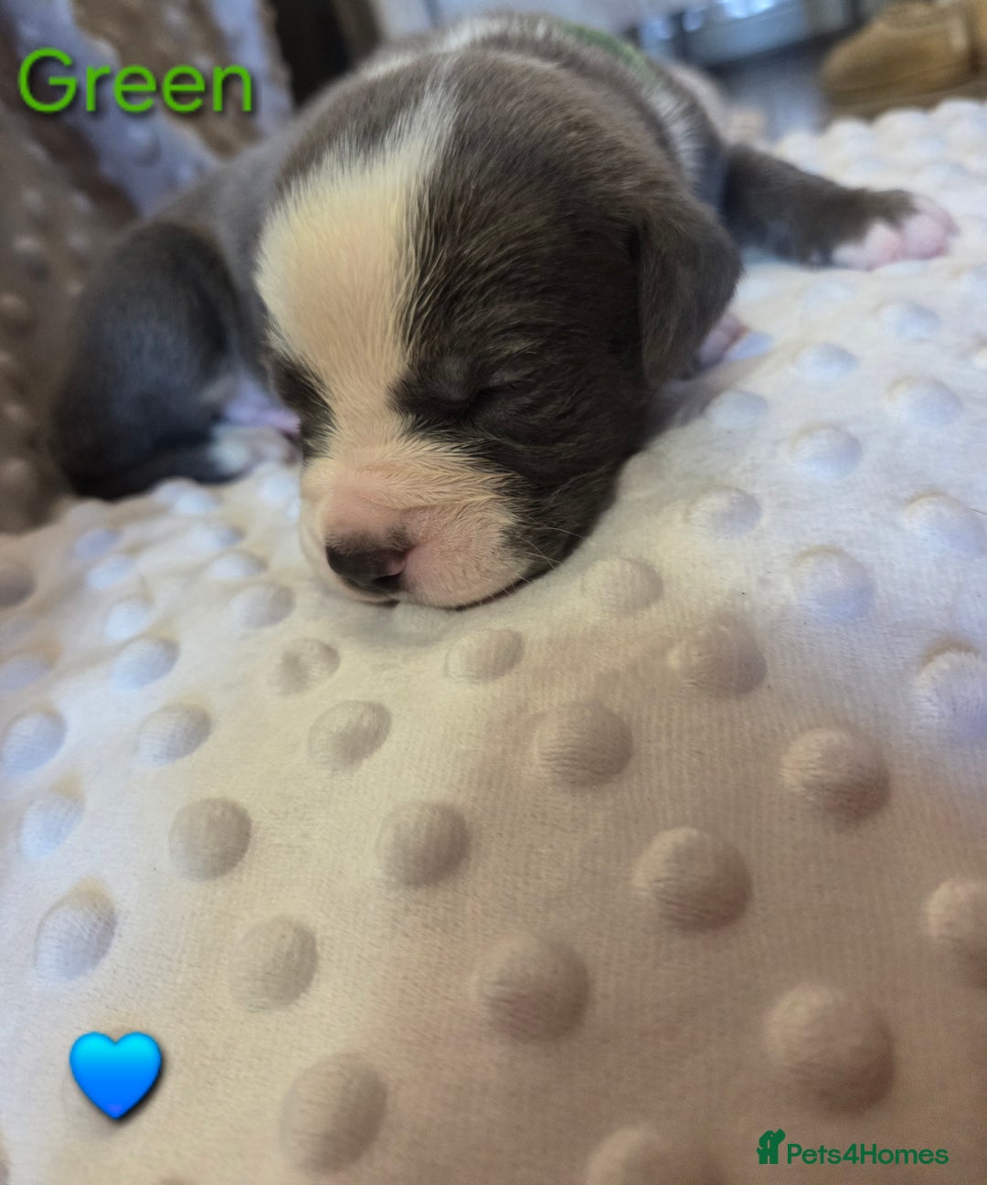 Mixed Breed dogs for sale: Old english bulldross cross american bulldog 😍❤️  - Advert 18