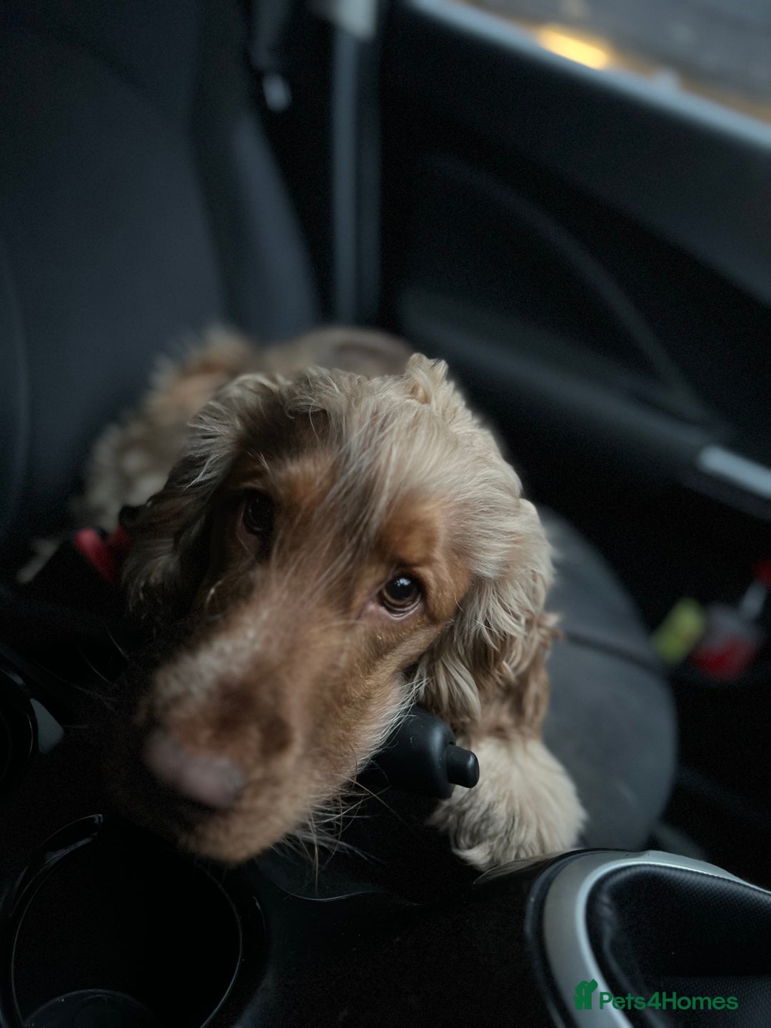 Cocker Spaniel dogs for stud: Proven Chocolate Sable Show Cocker STUD in Hull - Image 10