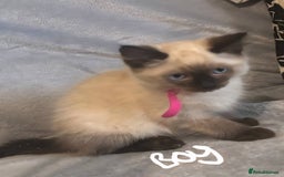 Ragdoll cats for sale: 6 gorgeous seal ragdoll kittens  - Image 1