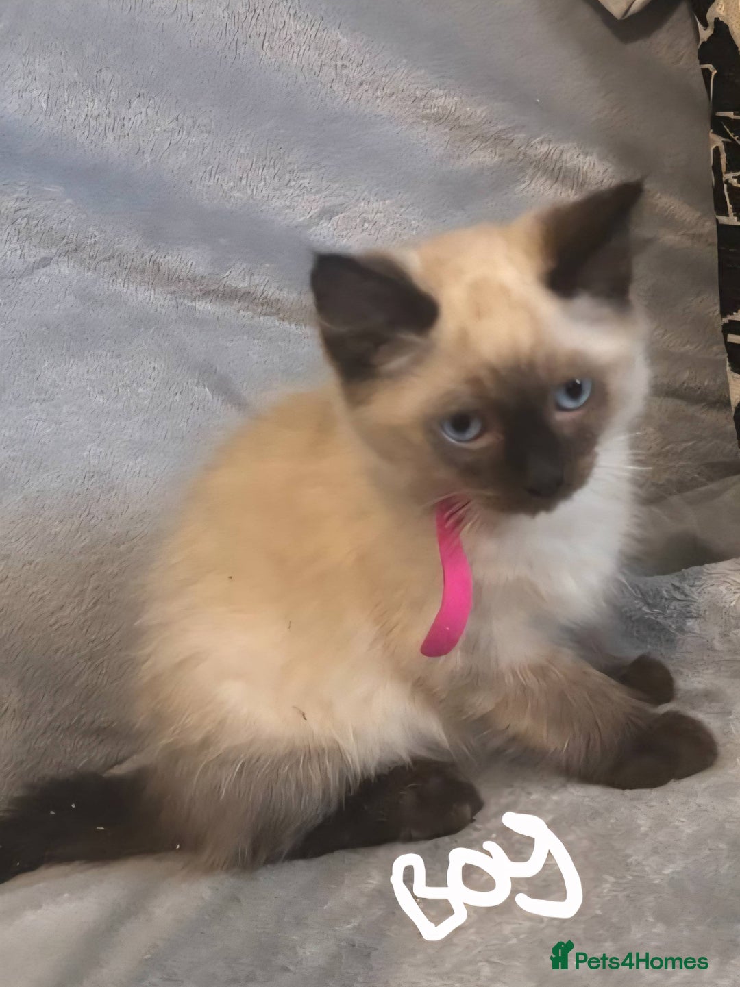 Ragdoll cats for sale: 6 gorgeous seal ragdoll kittens  - Image 1