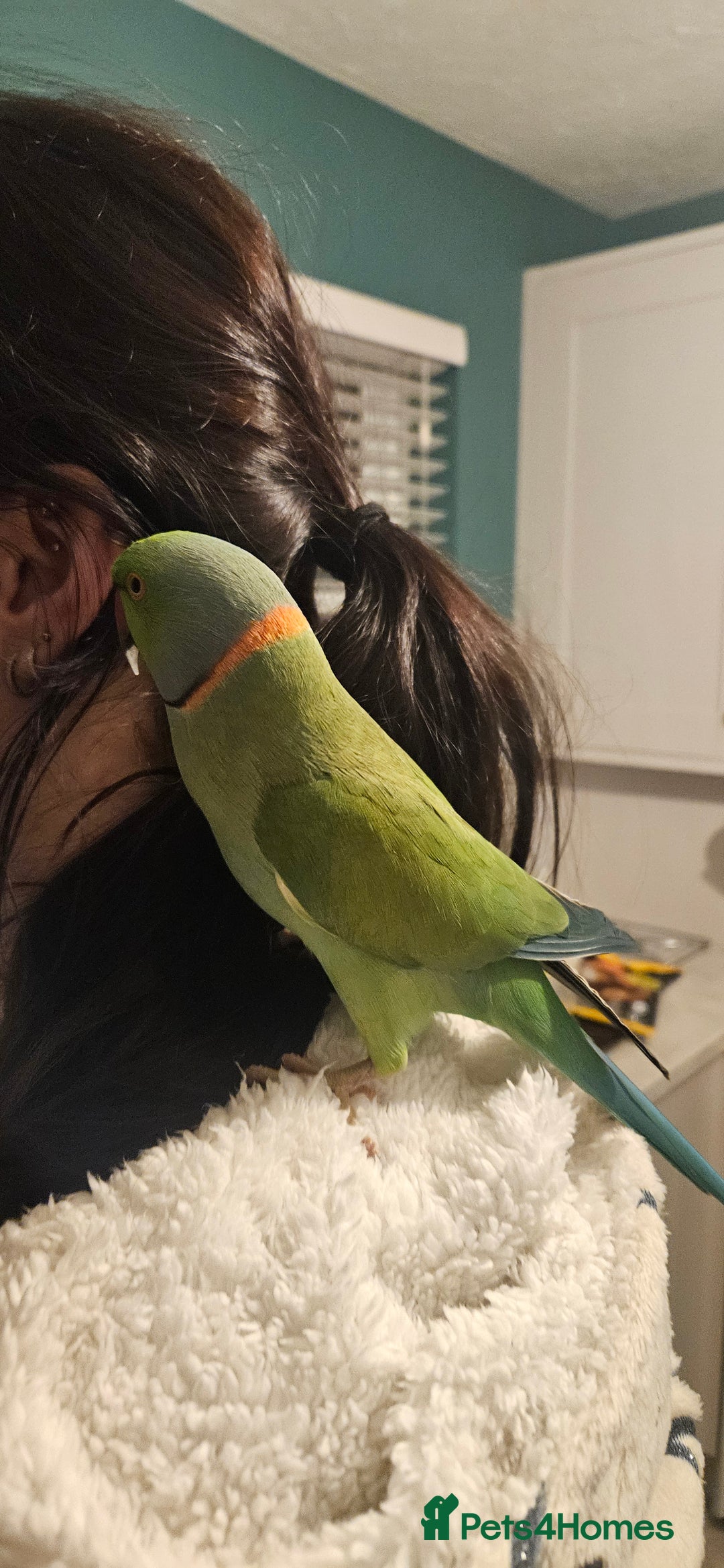 Parrots birds for sale: Male Indian Ringneck - Advert 2