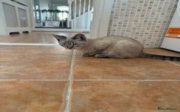 British Shorthair cats for sale: British Shorthair Boy - Image 3