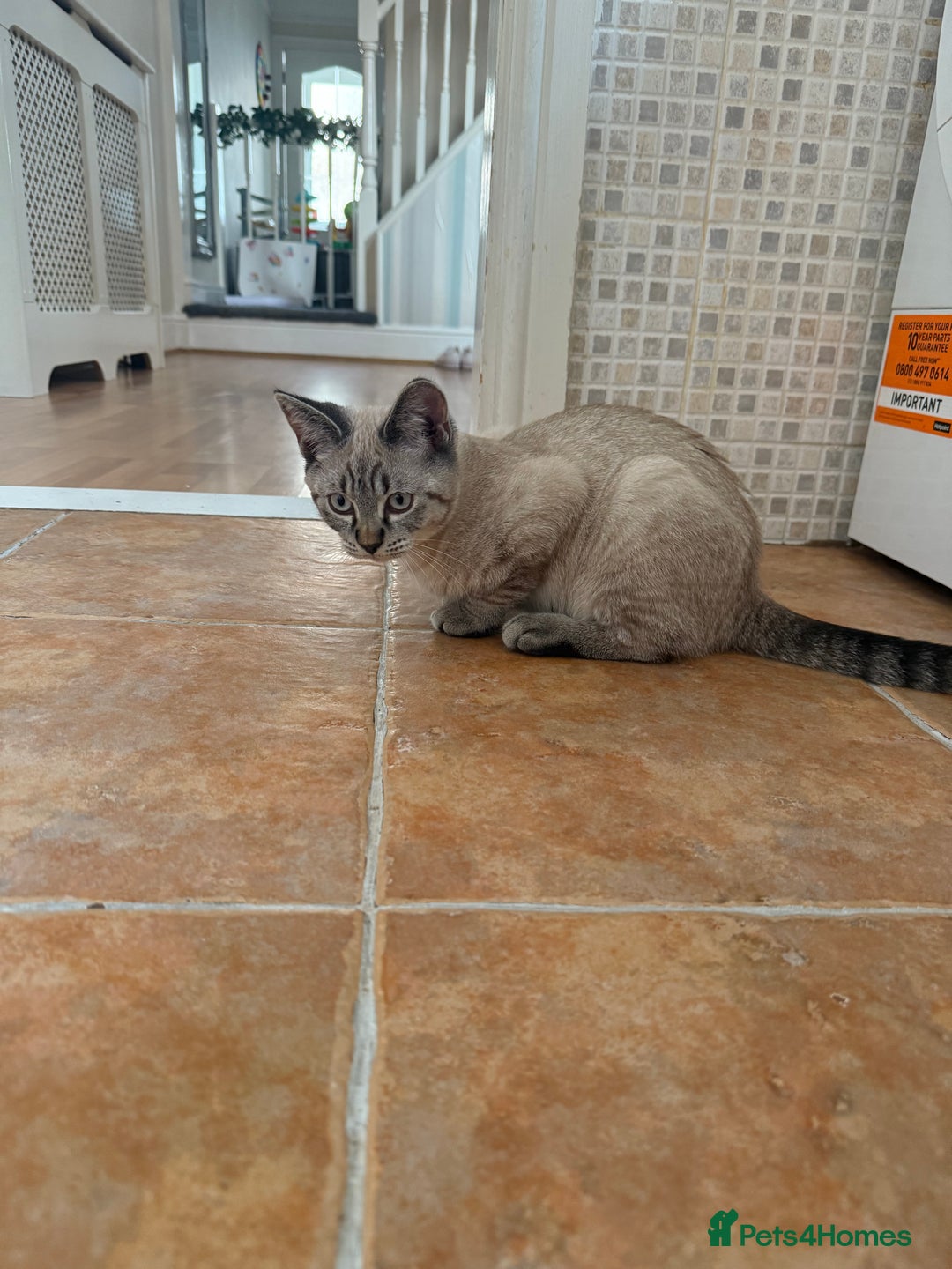 British Shorthair cats for sale: British Shorthair Boy - Image 3