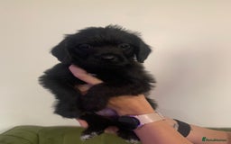 Mixed Breed dogs for sale: Gorgeous Black Poogledoodles Kid-Friendly Beauties - Image 33
