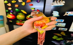 Conures birds for sale: Beautiful tame Conure in Dewsbury  - Image 3