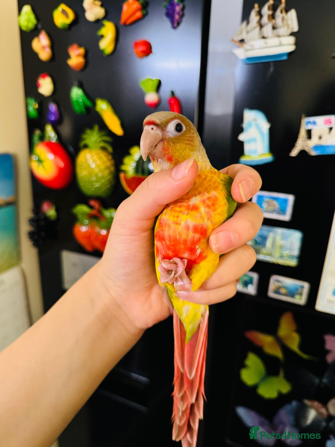 Conures birds for sale: Beautiful tame Conure in Dewsbury  - Image 3