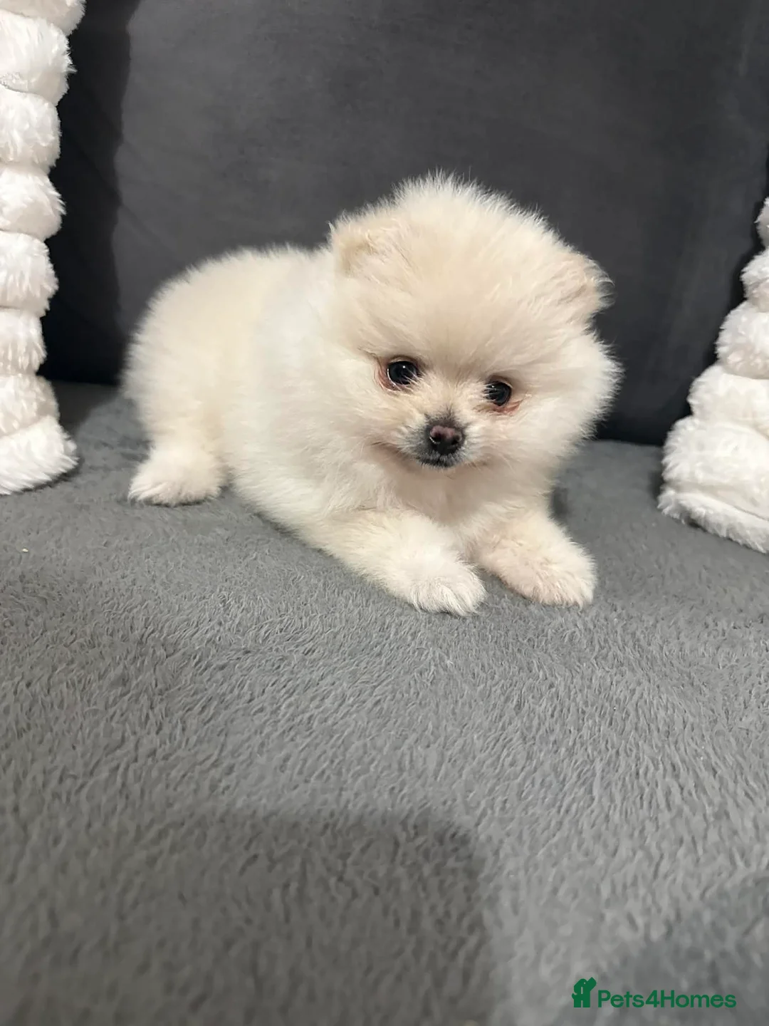 Pomeranian dogs for sale: White Pomeranian girl puppy - Advert 3