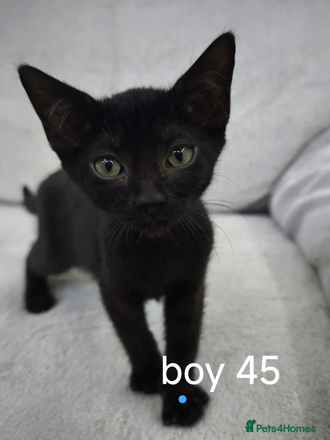 Mixed Breed cats for sale: Mixed sphinx kittens for sale  - Advert 24