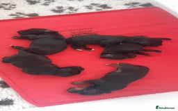 Cocker Spaniel dogs for sale: KC Registered Health Tested Working Type Puppies - Image 4