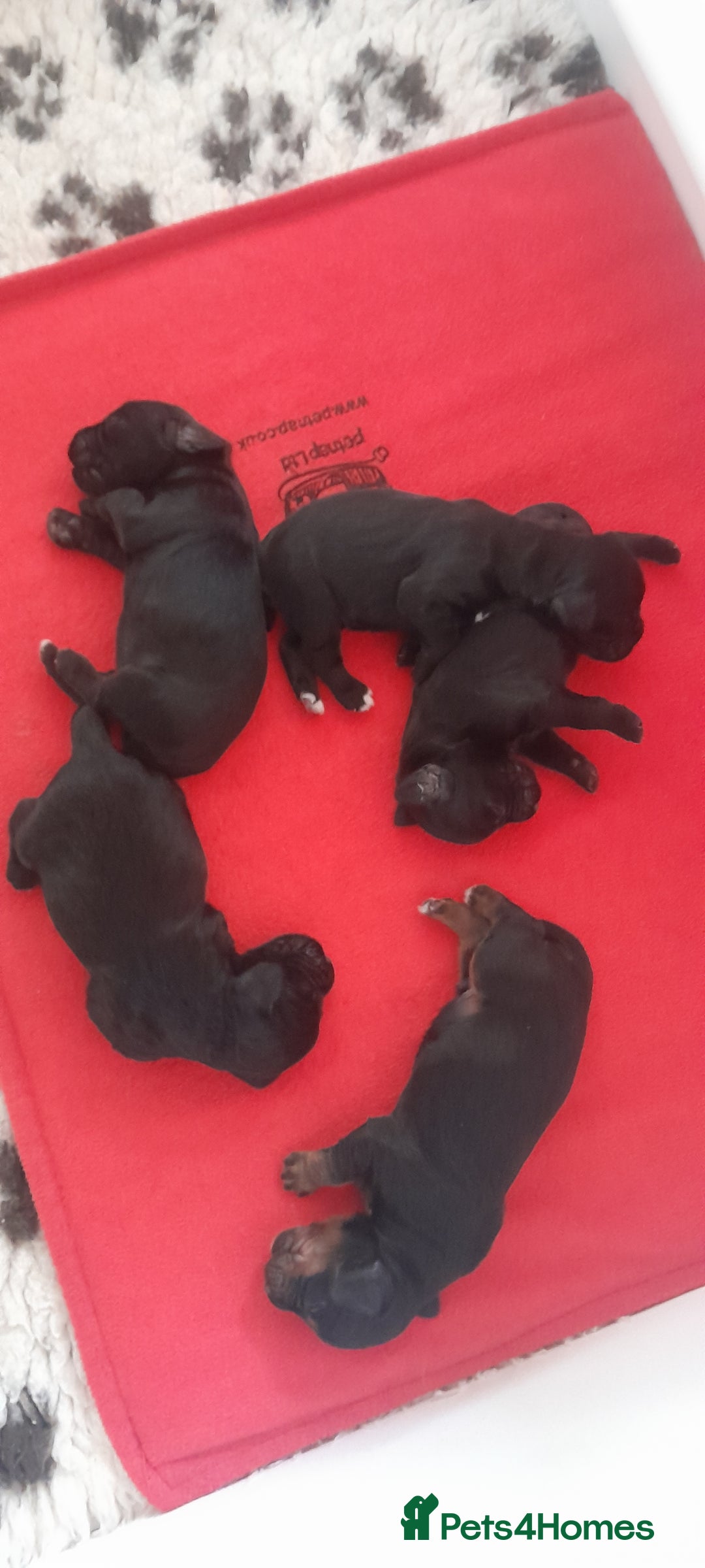 Cocker Spaniel dogs for sale: KC Registered Health Tested Working Type Puppies - Image 4