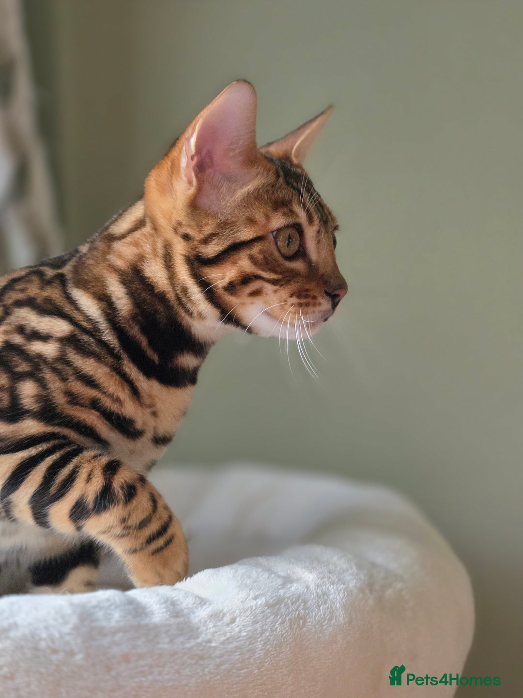 Bengal cats for sale: Brown Rosetted Bengal Prince  - Advert 5
