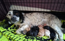 Cockapoo dogs for sale: F1 working cockapoo puppies - Image 1