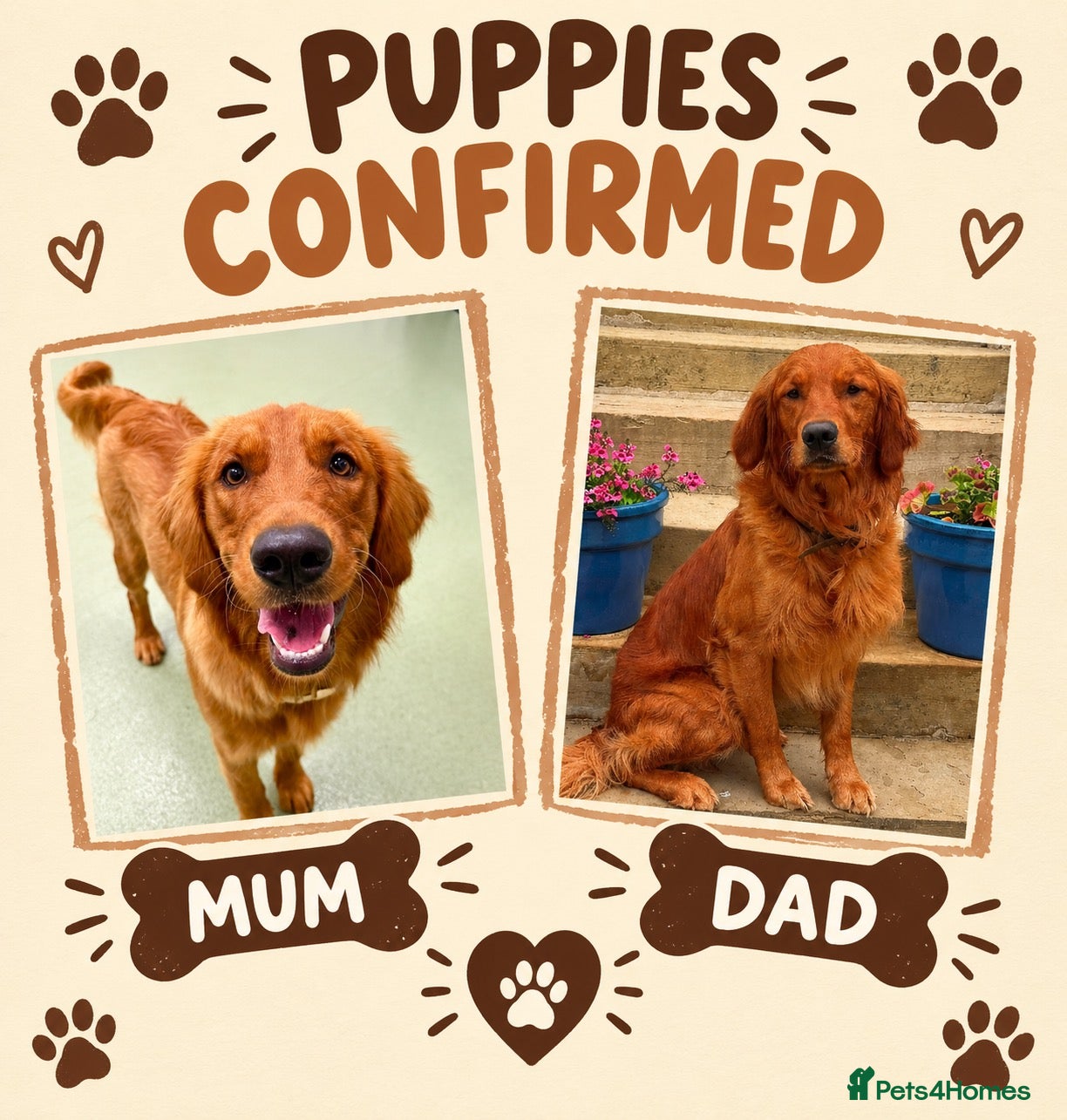 Golden Retriever dogs Rare Red Golden Retriever Puppies - Advert 8