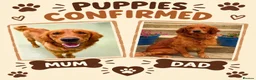 Golden Retriever dogs for sale: Rare Red Golden Retriever Puppies - Advert 1