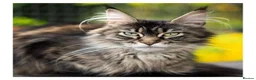 Maine Coon cats for sale: Polydactyl Maine Coon kittens are available  - Advert 4
