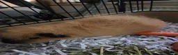 Guinea Pig rodents for sale: Pair of Abyssinian and a texal for sale  - Advert 3