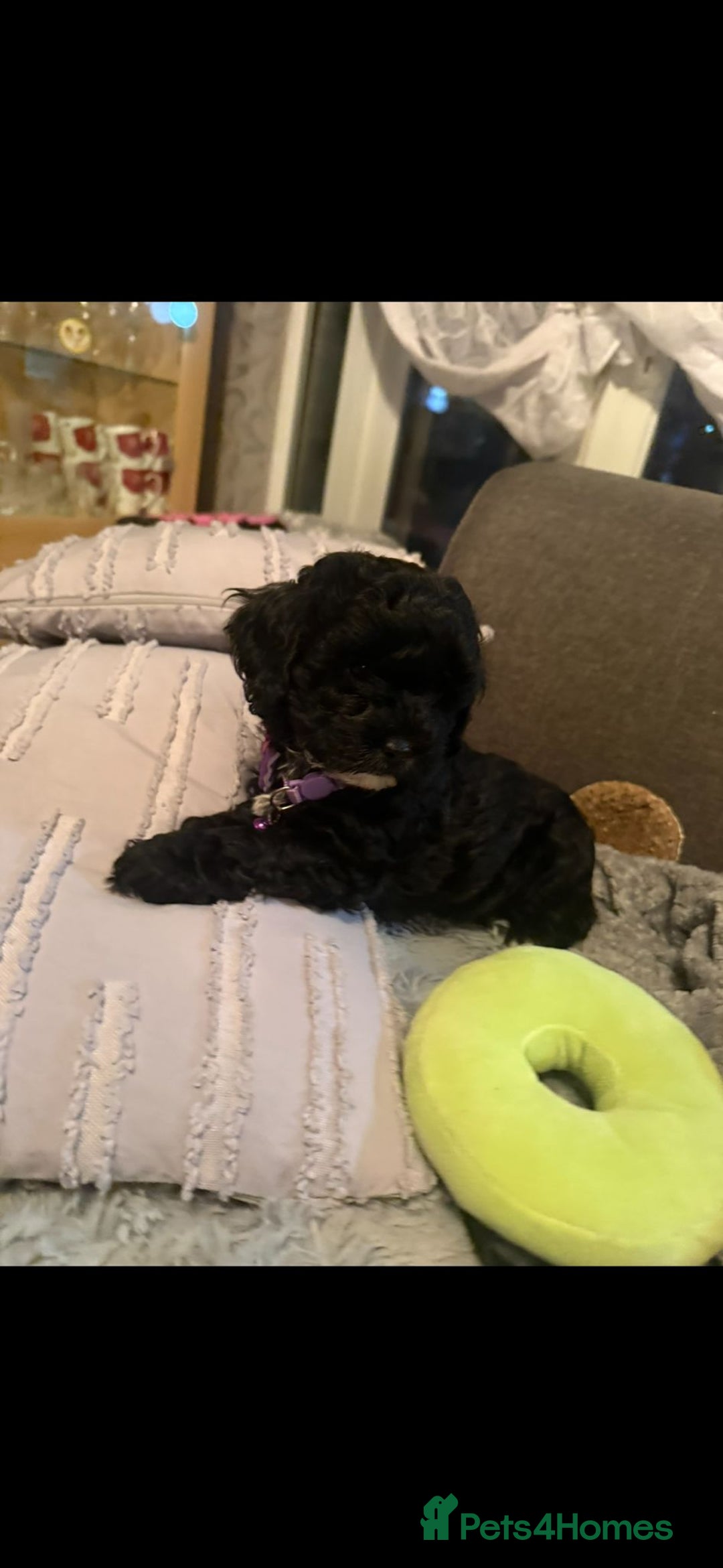 Cockapoo dogs for sale: Beautiful Cockapoo puppies - Advert 7