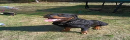 Rottweiler dogs for sale: Rottweiler puppies  - Advert 26
