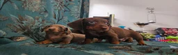 Miniature Dachshund dogs for sale: Miniature dachshund  - Advert 6