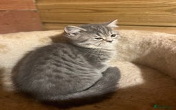 British Shorthair cats for sale: Ready now. Beautiful blue British shorthairs  - Image 12