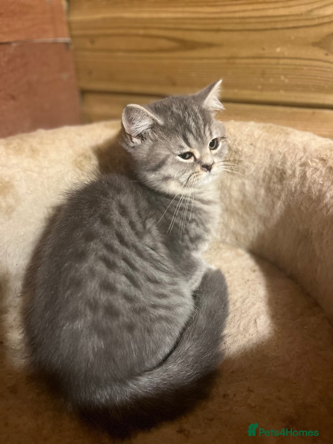 British Shorthair cats for sale: Ready now. Beautiful blue British shorthairs  - Image 12