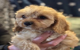 Cavapoo dogs for sale: Health-checked calm loving pups - Image 19