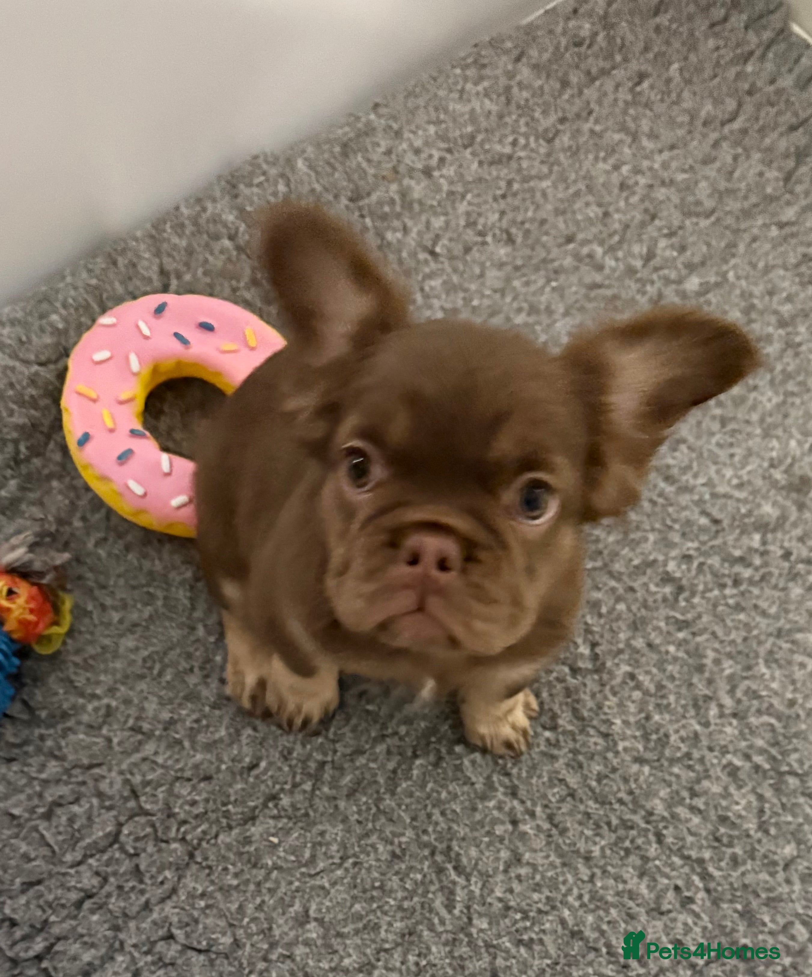 French Bulldog dogs Last girl left ready to leave  - Advert 14