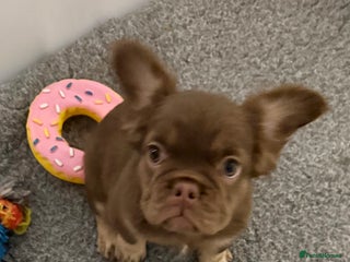 French Bulldog dogs Last girl left ready to leave - Advert 3