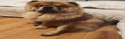 Chow Chow dogs for sale: EXPECTED PUPPIES in Newtownards - Advert 7