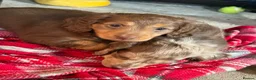 Miniature Dachshund dogs for sale: Miniature Long Haired Dachshund girl  in Congleton - Advert 5