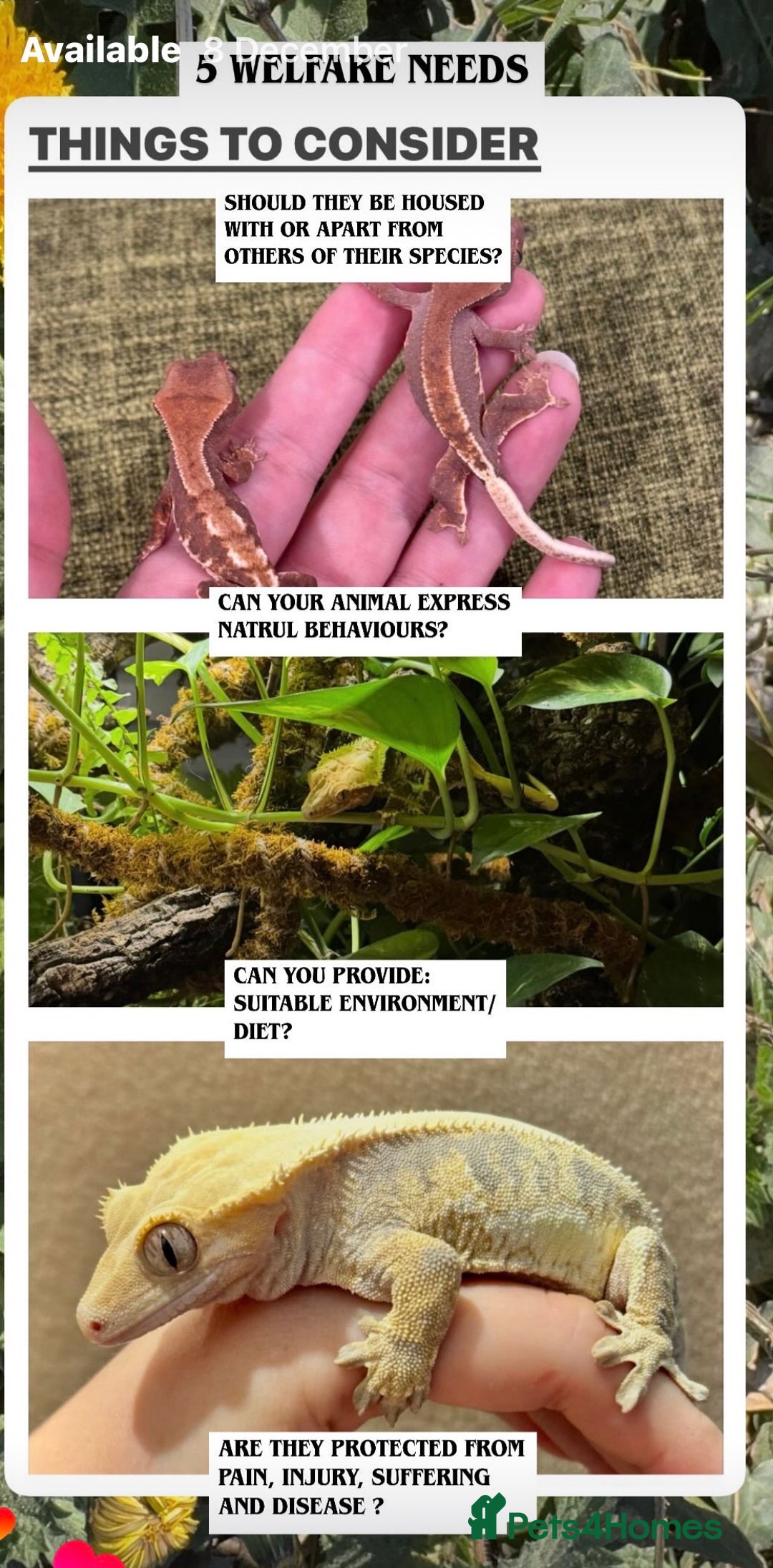 Gecko reptiles for sale: Crested Gecko (lillyxPhantom) - Advert 6