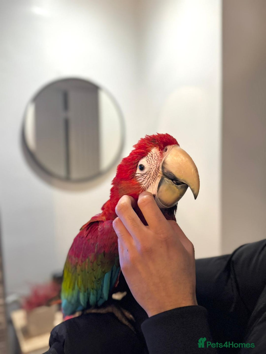 Budgerigars birds for sale: PLAYFUL BABY GREENWING MACAW - Image 7