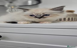 Ragdoll cats for sale: Stunning ragdoll kittens  - Image 11