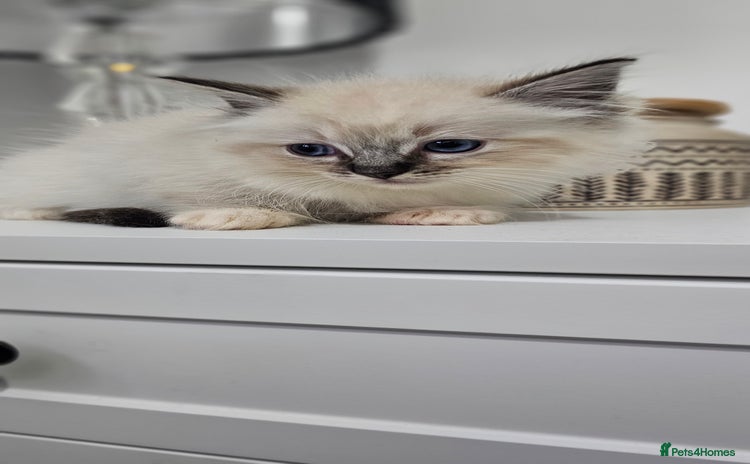 Ragdoll cats - Advert 11