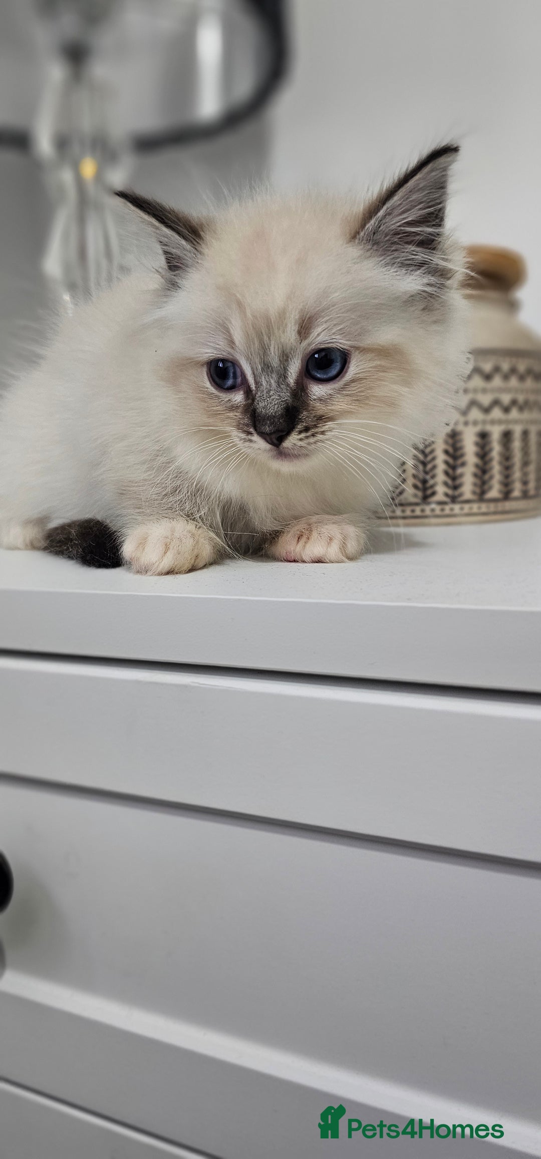 Ragdoll cats for sale: Stunning ragdoll kittens  - Image 11
