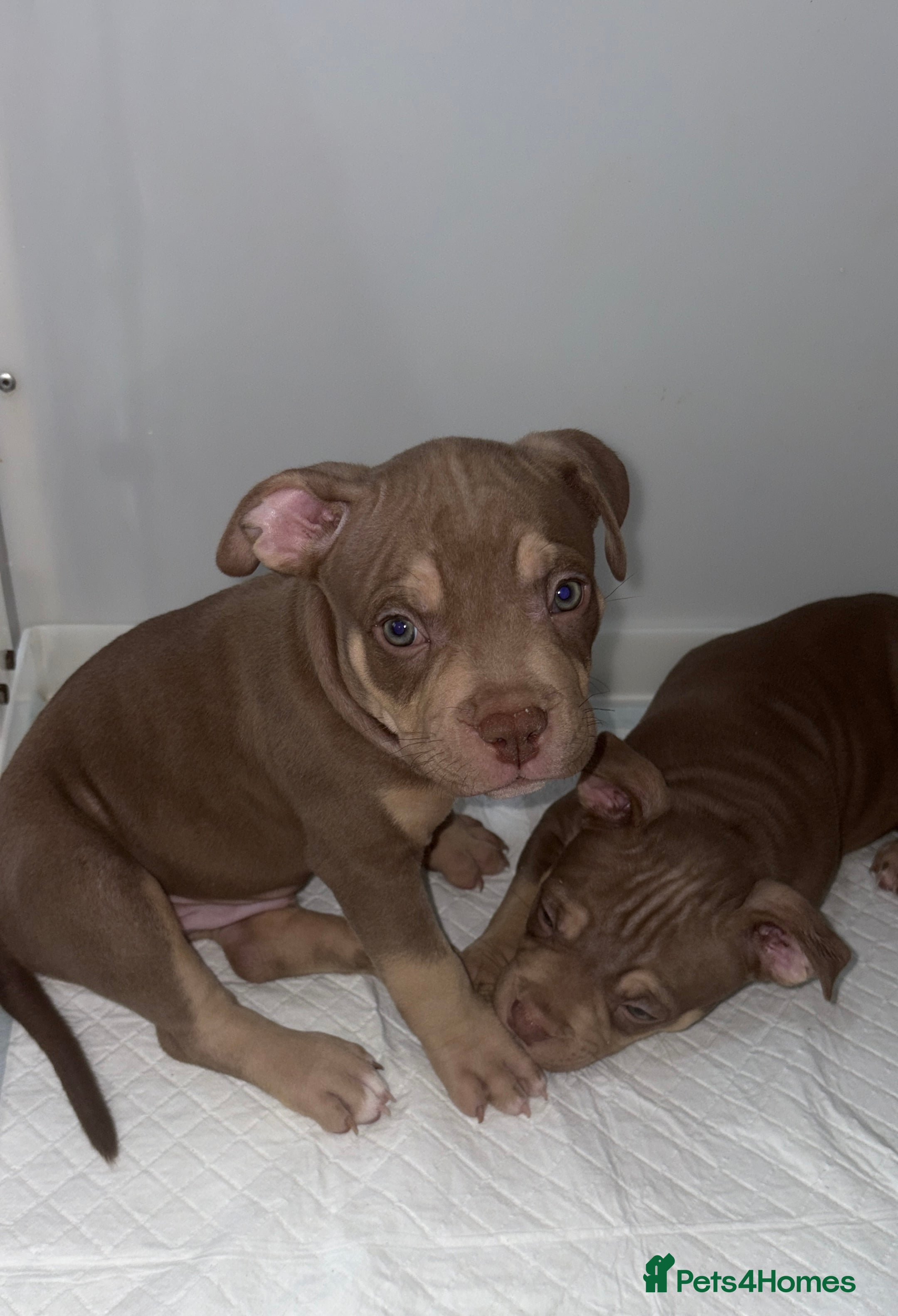 American Bully dogs American pocket bullies - Advert 2