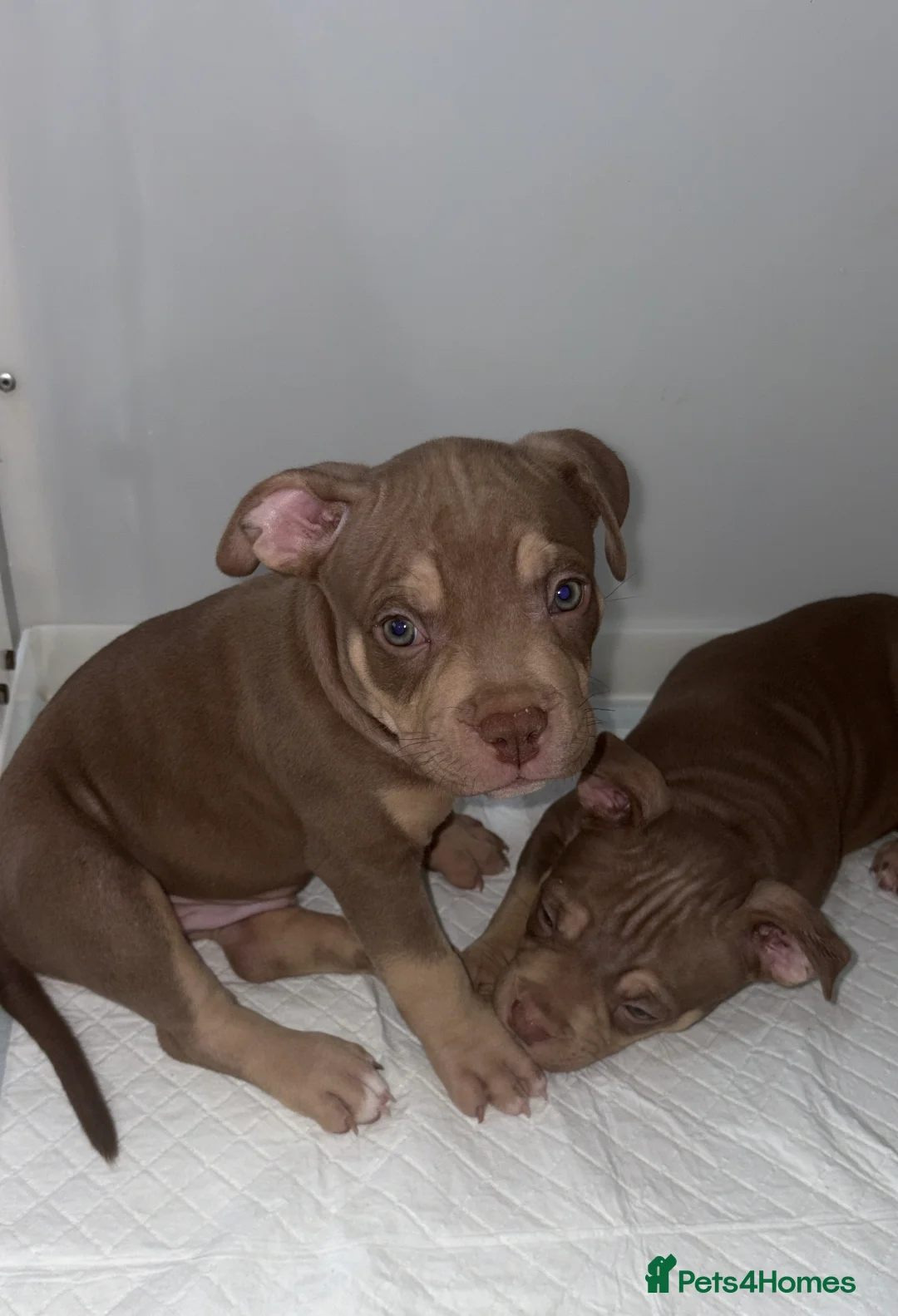 American Bully dogs for sale: American pocket bullies - Advert 2
