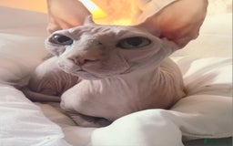 Sphynx cats for sale: Female rehoming  - Image 1