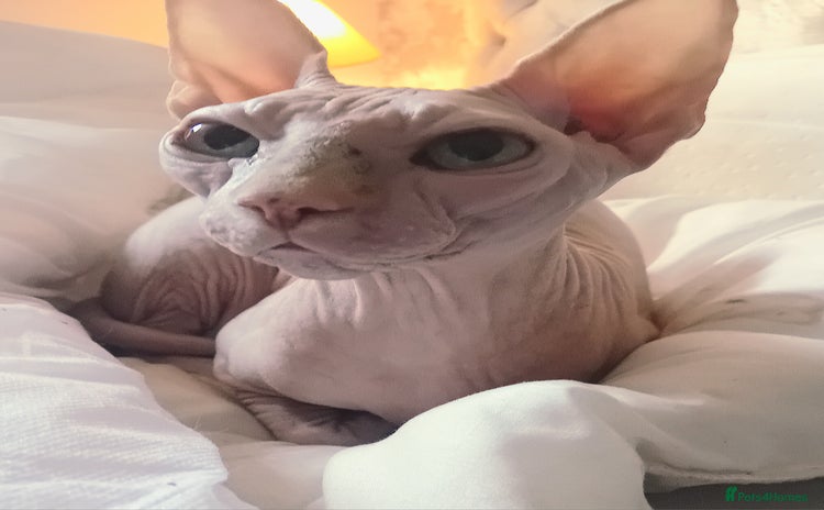 Sphynx cats - Advert 12