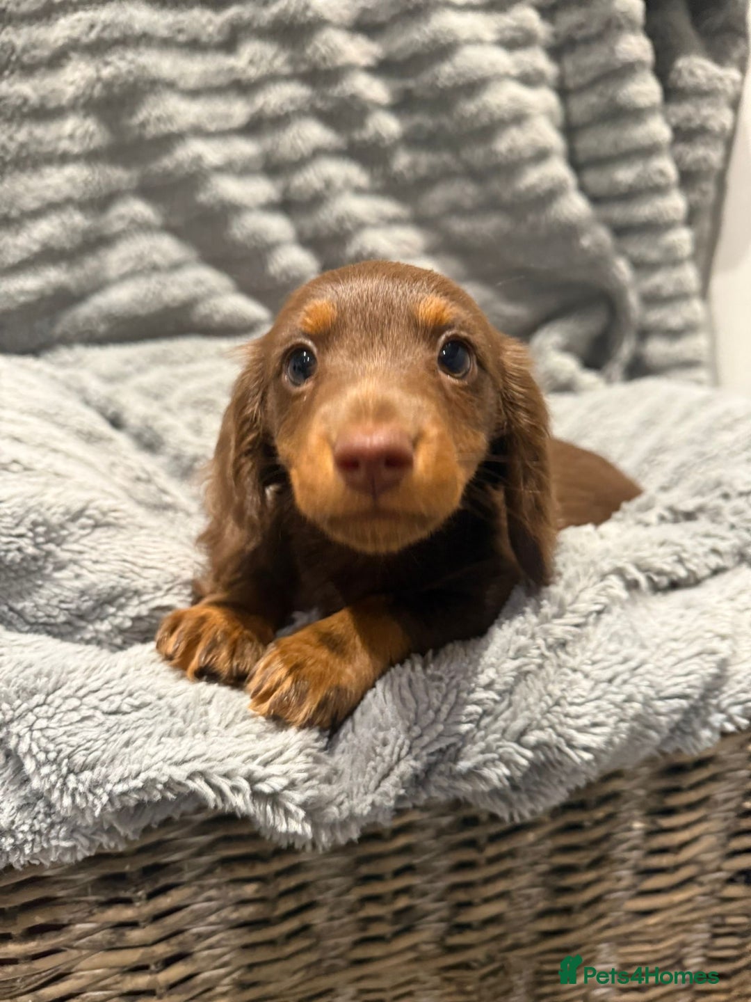 Miniature Dachshund dogs for sale: 1 Boy Remaining Ready Now last male  - Advert 3