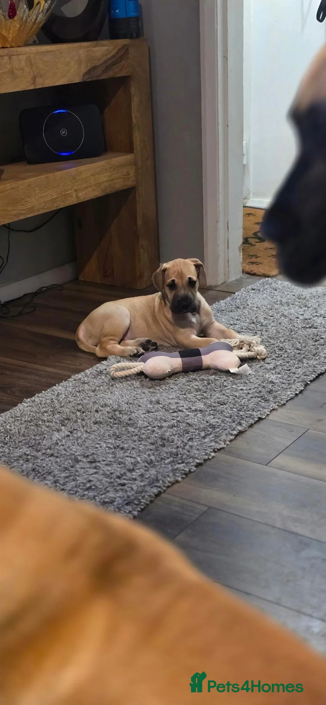 Great Dane dogs for sale: Great Dane in Northallerton - Advert 10